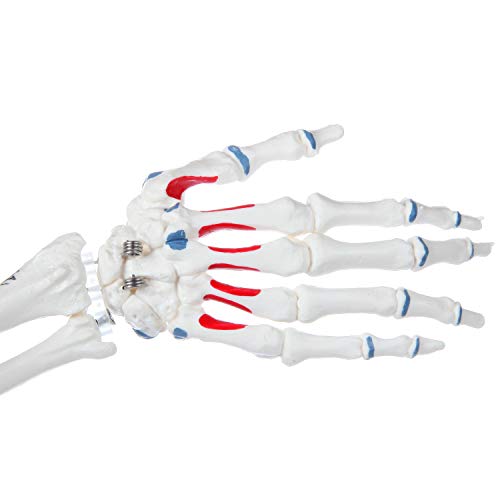 Axis Scientific A-105170 Mini Human Skeleton Model thumb #4