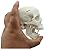 Zgood Mini Human Medical Anatomical Head Bone Skull Bone Model