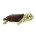 Aurora® Responsibly Made Eco Nation™ Eco Softies™ Sea Turtle Stuffed Animal - Ideal for Playtime Adventures - Perfect for Birthdays or Just Because - Green 7.5 Inches