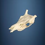 Hi Life Living Nature 509SKU Rothirsch Schdel, geweih, trophae, abwurfstangen, Durchmesser 20mm