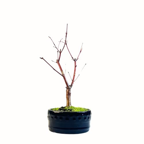 Bonsaï érable Japonais - Acer (Érable) bonsaï Arbres/Érables Japonais/Arbre Mesure 25-30 cm de Hauteur (Deshojo P12)