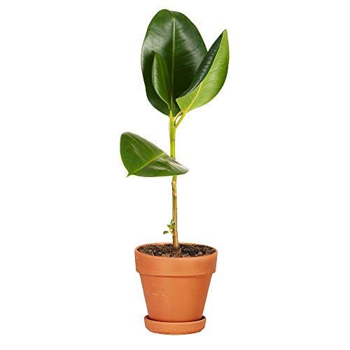 Terra Cotta Pots with Saucer- 6-Pack 4'' Clay Ceramic Pottery Planter Cactus Flower Pots Succulent Pot Drainage Hole- Great for Plants,Crafts,Wedding Favor Indoor/Outdoor Plant Crafts (4 inches)