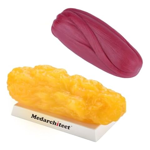 Medarchitect Authentic Human Body Fat & Muscle Replica - 5 lb Cover