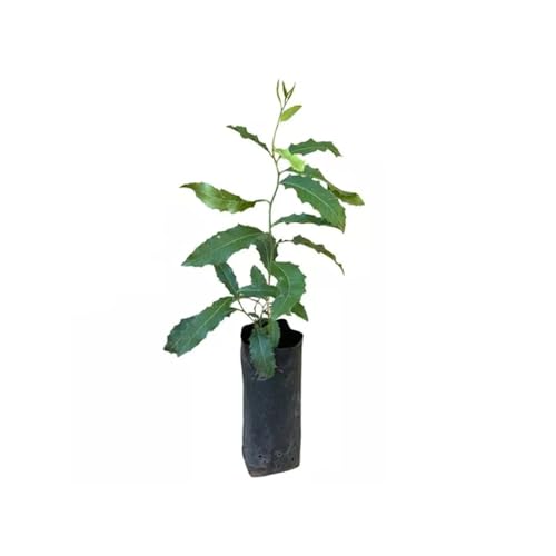 AMK Jardinagem e Paisagismo, Muda de Espinheira Santa 20 a 40cm AMK - Plantas Online