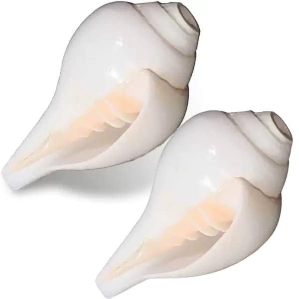 Conch Shell (10cm-6cm) Pack of 2 Natural Loud Blowing Shankh for Pooja ...