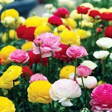 Carnation Rose F1 Hybrid Seeds by (Radha Krishna Agriculture)-image-18