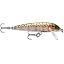 Rainbow Trout