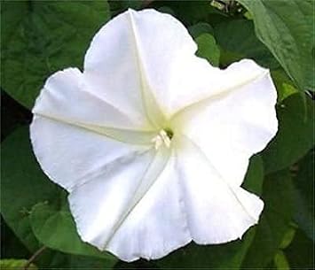 50 Moonflower Seeds Ipomoea alba White Trumpet - Fragrant Blooms,Perennial !