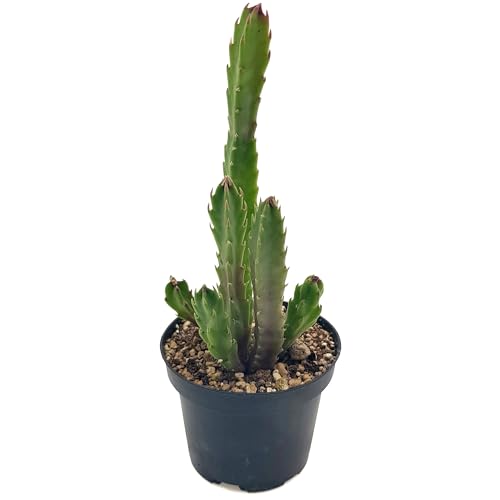 Fangblatt - Stapelia hirsuta - exotische Aasblume mit sternenförmigen...