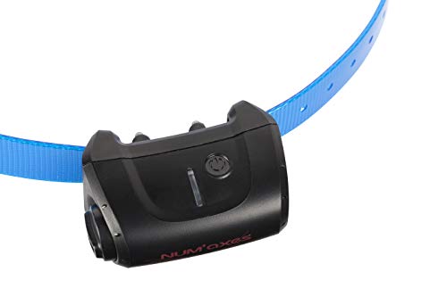 Détail technique collier Canicom 5 avec sangle bleue