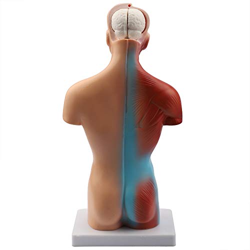Human Body Model Torso Anatomy Doll 15 Removable Parts Skeleton Visceral Brain with Detailed Manual 10.5inch Height - Thumbnail 5