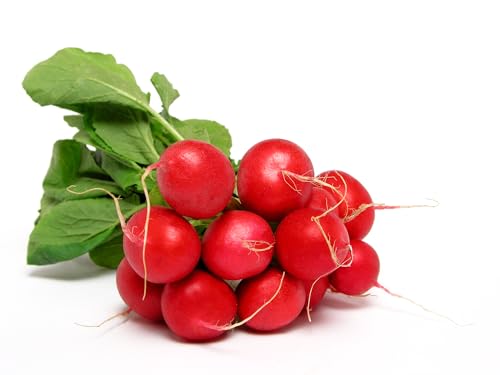 Just Seed - Organic Vegetable - Radish Early Scarlet Globe - 400 Seeds