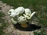 200 semi di Bianca di Bush capesante Squash nuovo seme per il 2017 Non-GMO Heirloom Seeds