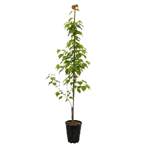Snow Tower Dogwood, Compact White-Flowering Tree, 1 gal. Nursery Pot, 3–4 ft Tree Height (Ships to 48 States Including CA & AZ)