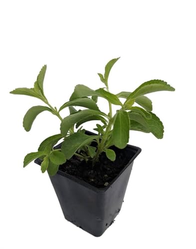 Image of Live Stevia Plant With Green leafs, Natural Sugar Free Alternative Herb,Sweet Tulsi Medicinal plant (pack of 1 with pot) Zp 1