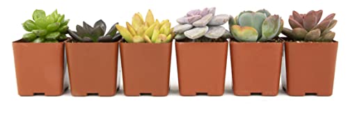 Easy To Grow Houseplants (12 Pack) Live House Plants In Plant Containers, Home Décor Planting Kit Or Outdoor Garden Gifts By Plants For Pets & S Live (6Pk) Potted Succulent Plants Live House Plants #TOP6