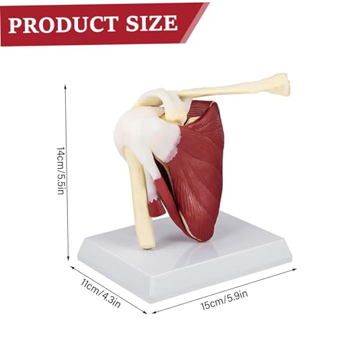 Modelo de articulación de hombro en PVC para explicar lesiones 5