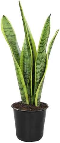 Live Snake Plant, Sansevieria trifasciata Laurentii, Fully Rooted Indoor House Plant in Pot, Mother in Law Tongue Sansevieria Plant, Potted Succulent Plants, Sansevieria laurentii by Plants for Pets — view 8