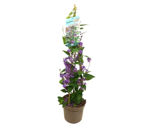 HARDENBERGIA TUTOR | Macetero 16CM | Altura 100CM | Planta Trepadora de Exterior | Color y Vitalidad para Tu Jardín | Belleza Visual