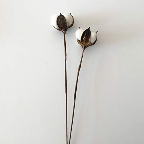 Amosfun 10 peças de flores secas de algodão branco flor ralho artificial fazenda preenchedores de es