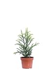 eGarden.store - Pianta vera di Cryptomeria Japonica Vilmorin Gold o Cedro Giapponese Dorato - Altezza pianta: 10 cm Diametro vaso: 9 cm - Conifera rustica foglie variegate ideale per siepi o in vaso