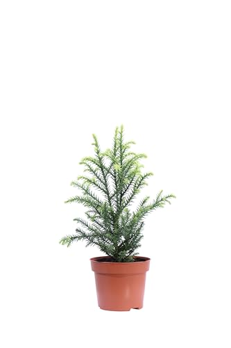 eGarden.store - Pianta vera di Cryptomeria Japonica Vilmorin Gold o Cedro Giapponese Dorato - Altezza pianta: 10 cm Diametro vaso: 9 cm - Conifera rustica foglie variegate ideale per siepi o in vaso