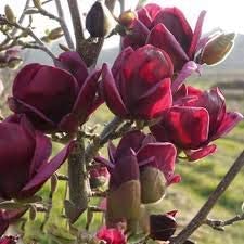 Mitraee 10 Magnolia Yulan Tulip Tree Flower Seeds Deep Purple Black. #TOP1