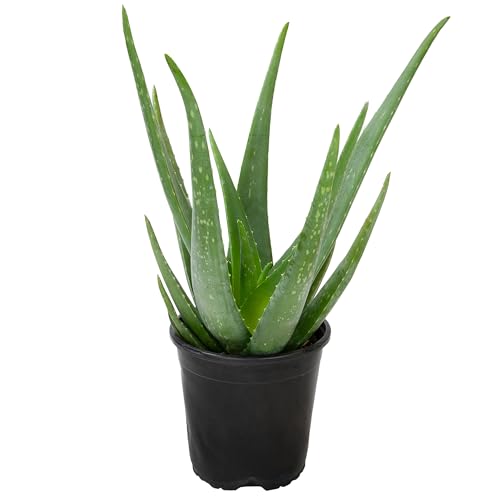 Live Aloe Vera Plant in 1G Grower Pot, Easy Indoor Houseplants, (Approx. 20