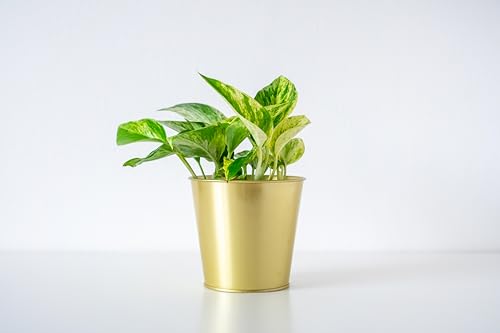 Image of American Plant Exchange Golden Pothos 4-Inch Pot - Easy-Care Trailing Houseplant, Air-Purifying Vine for Home & Office, Low-Maintenance Indoor Plant for Hanging Baskets & Shelves