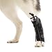 Walkin' Rear No-Knuckling Training Sock Helps Dogs Pick up Their feet When knuckling Under or dragging Their Rear Paws