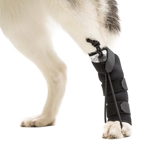 Knuckling In Dogs The 15 best products compared Wild Explained
