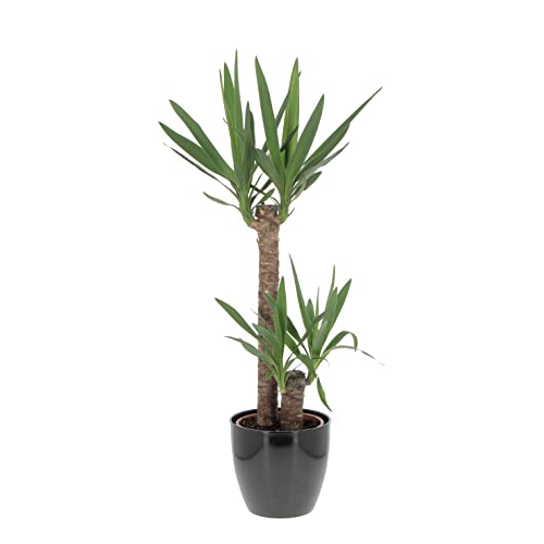 Kentis - Yucca - Tronchetto della Felicità - Piante Vere Grasse Succulente da Interni - Pianta Ornamentale da Appartamento - H 80-90 cm Vaso Ø 19 cm