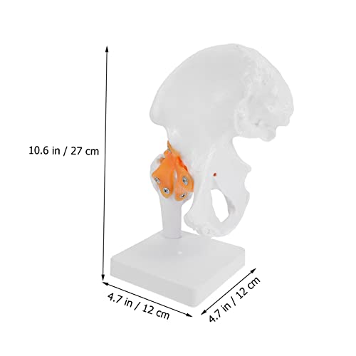 Modèle squelette humain articulation fémorale PVC taille réelle Ciieeo - 2