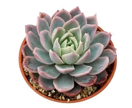 Image of NatureCrafted Live Laxmi Kamal /Vishnu Kamal Cacti and Succulent Plant with Pot | Original Good Luck Indoor Outdoor Live Plant for Home Office Decoration | Vastu Positive Energy Plant | Pack of 1