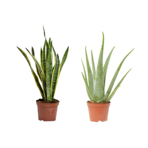 Verdecora Pack Plantas para Dormir Mejor | Aloe Vera + Sansevieri...