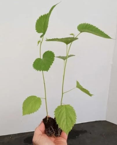 Set of 2 Pakistan Mulberry Trees - 6-8 Inches Tall Starter Plants - Sweet Mulberry Plants Live for Planting, Edible Long Mulberries Fruit to Grow Outdoor