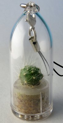 Fluffy Cactus Live Terrarium Plant Keychain Accessory #TOP3