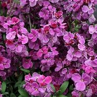 12 X Very Healthy Sugar Rush Purple Bicolour WallFlower Mini Plug Plants