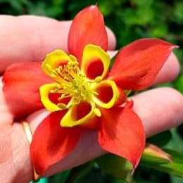 Greenwood Nursery: Live Perennial Plants - Wild Red Columbine + Aquilegia Canadensis - [Qty: 2X Pint Pots] - (Click for Other Available Plants/Quantities)