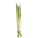 Palm Strips for Palm Sunday, Bag of 100 | Does Not Ship Until March 10th! | Guaranteed Delivery Before Palm Sunday!