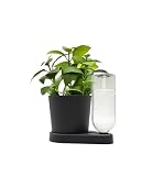 greevi kr&auml;uterheld | Selbstbew&auml;ssernder Pflanztopf f&uuml;r K&uuml;chenkr&auml;uter | Made in Germany | Kunststoff (Standard, schwarz)