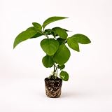 PLANT NOOK Golden Shrimp Plant Pachystachys Lutea Live Plant Starter Plug 2-Pack | Bright Yellow Bracts | Tropical Pollinator Plant for Patio Pots Part Sun Gardens