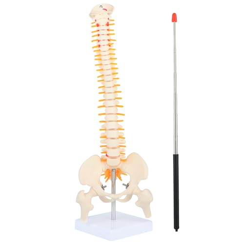 Image of 1 /2 Life Size Spine Anatomy Model - 17.7 inch Human Spine Model with Spinal Nerves, Pelvis, and Femur, Includes Stand and Pointer for Teaching Use.