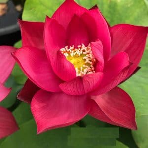 See full amazon price history chart for ShopCaart Chinese Red Lotus Tuber Red colour I Flower For Home Garden I Pack of 1 Healthy Lotus Tuber ShopCaart Chinese Red Lotus Tuber Red colour I Flower For Home Garden I Pack of 1 Healthy Lotus Tuber (B0CLVTF3SY) Amazon Price History, Amazon Price Tracker