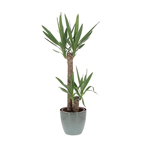 Kentis - Yucca - Tronchetto della Felicità - Piante Vere Grasse Succulente da Interni - Pianta Ornamentale da Appartamento - H 80-90 cm Vaso Ø 19 cm