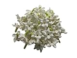 50 PCS White Clay Arabian Jasmine Crown Flowers Lei Floral Wedding Accessories, Hair Accessories, DIY
