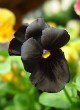 70 mg Nero Pansy seme di Fiore Viola Bratki chiaro Cristalli di 55 semi ~ Atlas Goth
