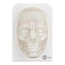 Transparent Injection Face Model with Blood Vessels, Anatomical Injection Mannequin Face, Facial Injection Training Model for Estheticians, Medical Students, Detachble Face Skin