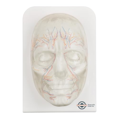 Image of Transparent Injection Face Model with Blood Vessels | Anatomical Injection Mannequin Face, Facial Injection Training Model for Estheticians, Medical Students, Detachble Face Skin