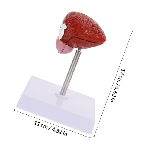 Modèle anatomique de vessie pour simplifier l'explication du corps humain
